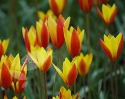 species tulip bulbs