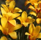 Tulipa clusiana var. chrysantha