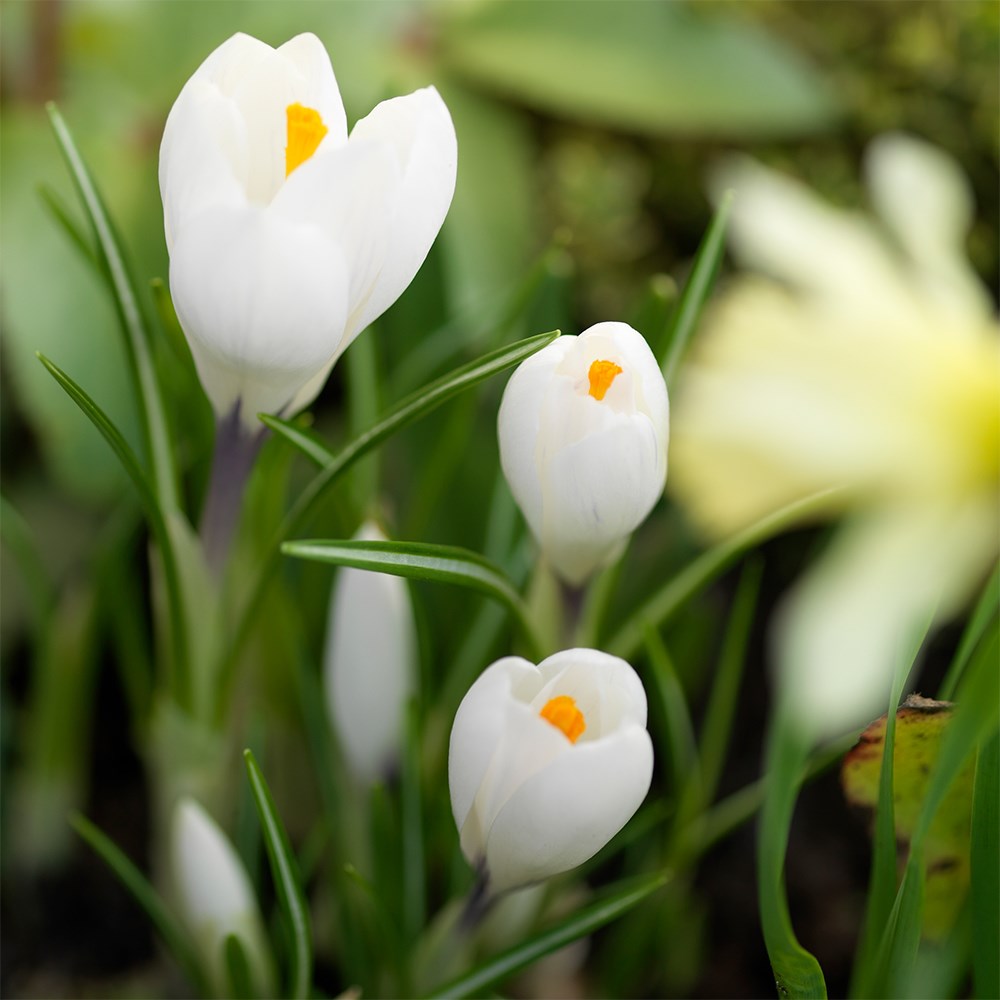 Dutch crocus bulbs Dutch crocus bulbs