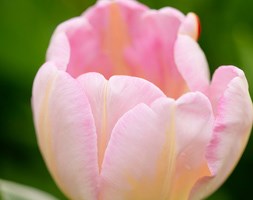 Tulipa 'New Design' (triumph tulip bulbs)