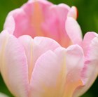 Tulipa New Design