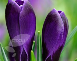 Dutch crocus bulbs