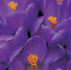 Crocus × cultorum Remembrance