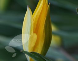species tulip bulbs