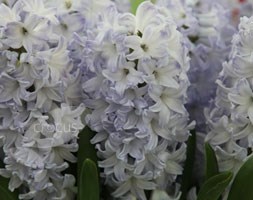 hyacinth bulbs