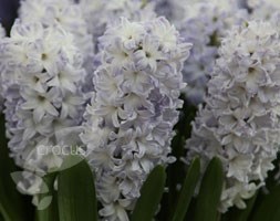 hyacinth bulbs