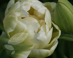 double late tulip bulbs