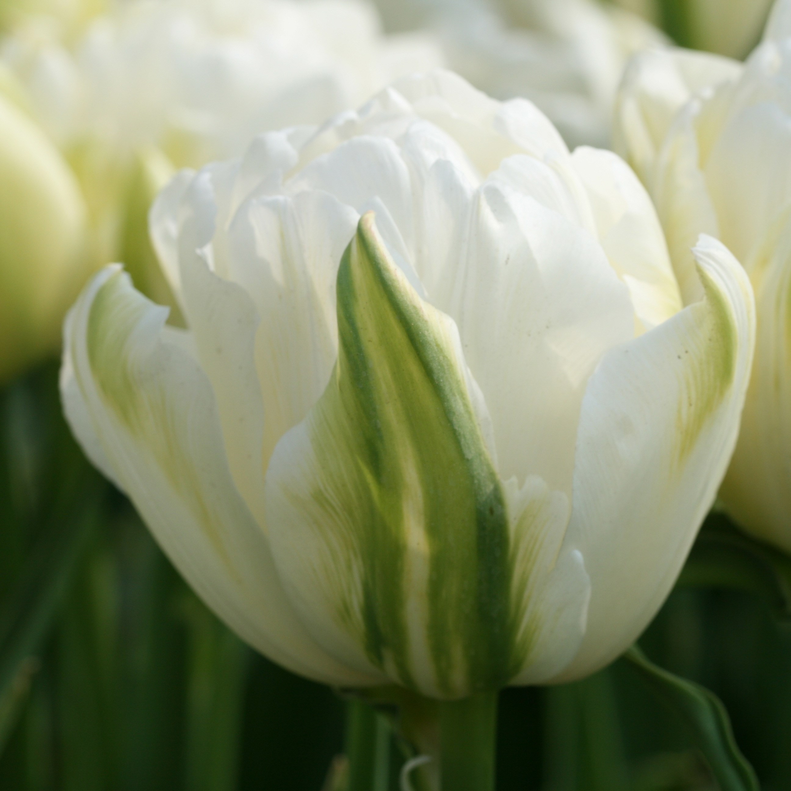 double late tulip bulbs