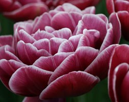 Flower Delivery London on Buy Double Late Tulip Bulbs Tulipa  Dream Touch