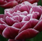Tulipa Dream Touch