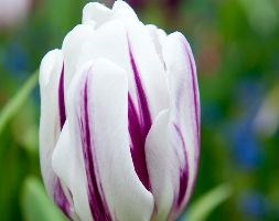 Tulipa 'Flaming Flag' (triumph tulip bulbs)