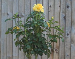 Rosa Golden Wedding ('Arokris') (PBR) (standard rose Golden Wedding)