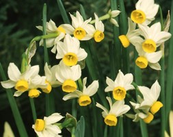 species daffodil bulbs