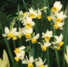Narcissus canaliculatus