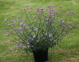 Verbena bonariensis 'Lollipop' (PBR) (verbena)