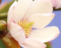Magnolia Fairy Magnolia Blush ('MicJur01') (fairy magnolia)
