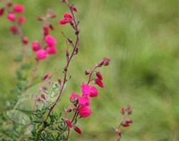 Cantabrian heath