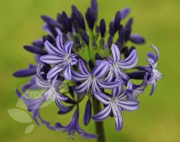 African lily