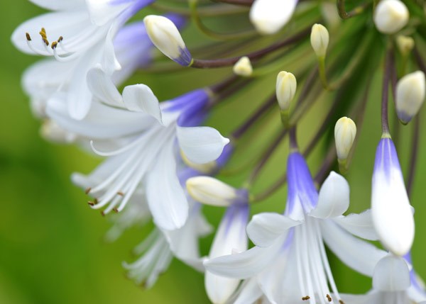 African lily African lily