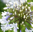 African lily