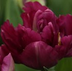 Tulipa Margarita