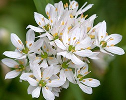 Allium neapolitanum Cowanii Group (ornamental onion bulbs)