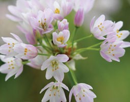 rosy-flowered garlic bulbs