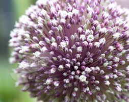 Allium 'Early Emperor' (ornamental onion bulbs)