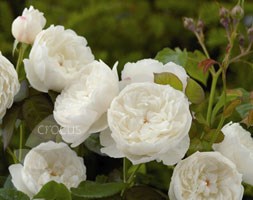 Rosa William and Catherine ('Ausrapper') (PBR) (rose William & Catherine (hybrid musk))