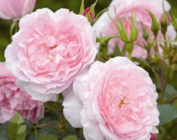 Rosa Lady Salisbury ('Auscezed')  (PBR) (rose Lady Salisbury (shrub))