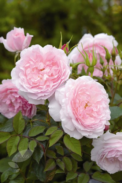 rose Lady Salisbury (shrub) rose Lady Salisbury (shrub)