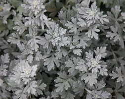 Artemisia stelleriana 'Boughton Silver' (mugwort)