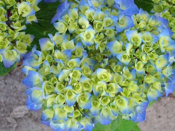 black steel hydrangea black steel hydrangea