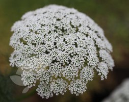 Ammi visnaga (bishop's weed)