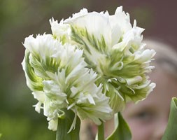tulip super parrot