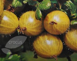 gooseberry