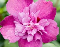 tree hollyhock