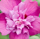Hibiscus syriacus Purple Ruffles  = 'Sanchoyo'