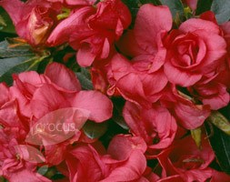 evergreen azalea