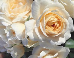 floribunda rose
