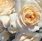 floribunda rose