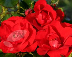 floribunda rose