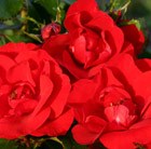 floribunda rose