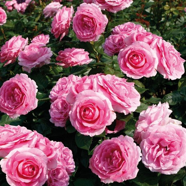 Rosa Mum in a Million (hybrid tea rose) Rosa Mum in a Million (hybrid tea rose)