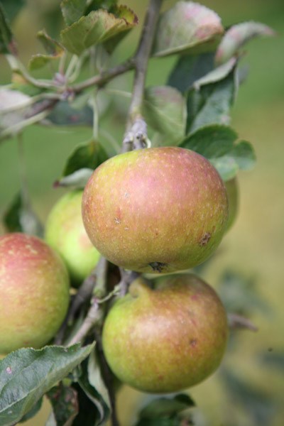 apple - fan shaped apple - fan shaped