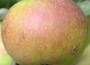 apple - fan shaped