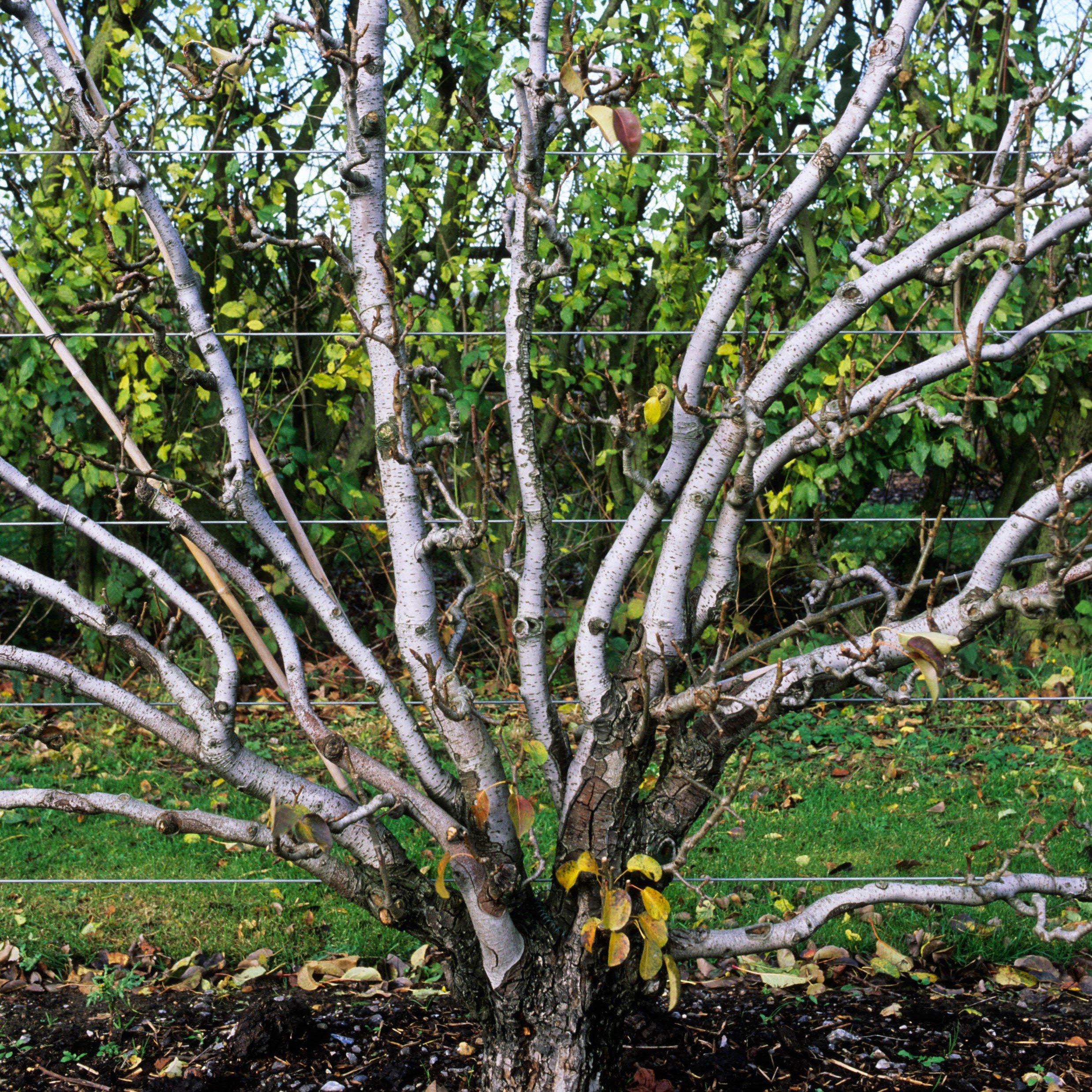 pear - fan shaped