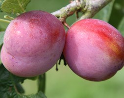 plum - fan shaped