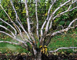 plum - fan shaped