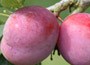 plum - fan shaped